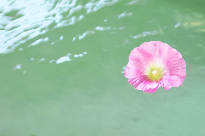 fleur sur l'eau