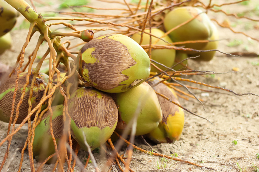 noix de coco fraiches Martinique