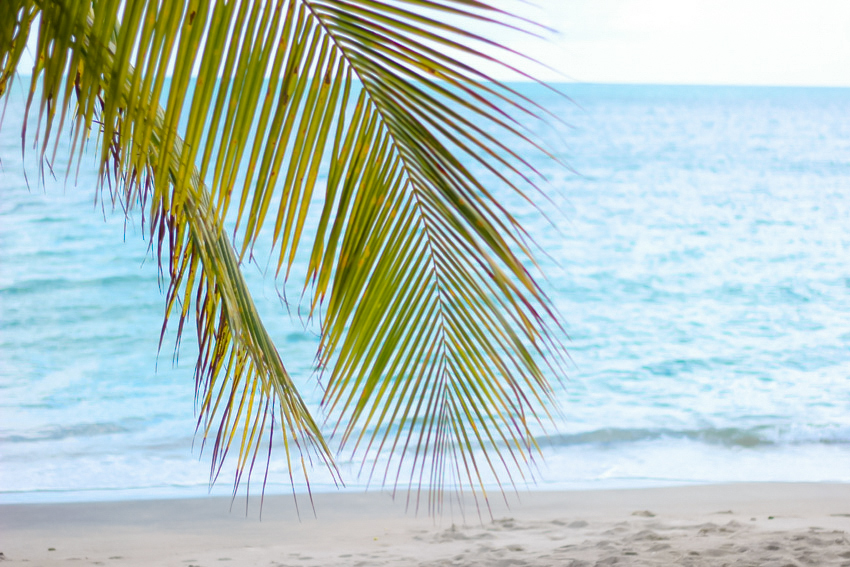 palmier mer des caraibes Martinique