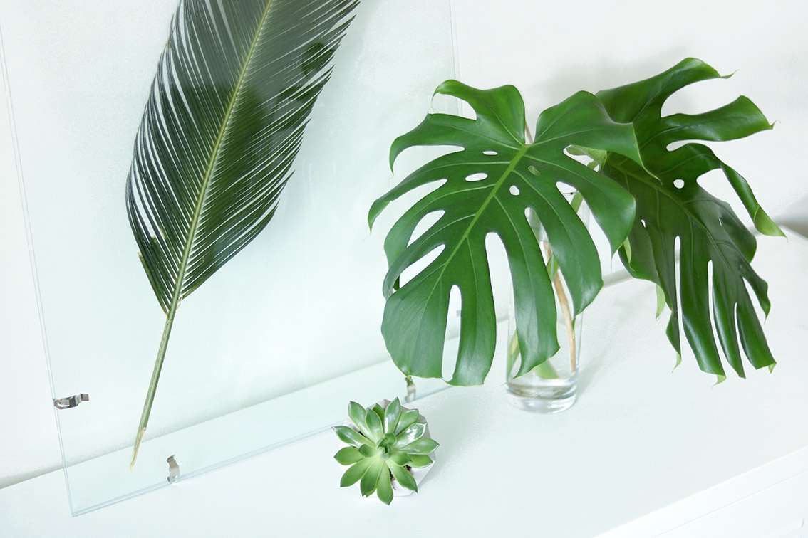 decoration-monstera