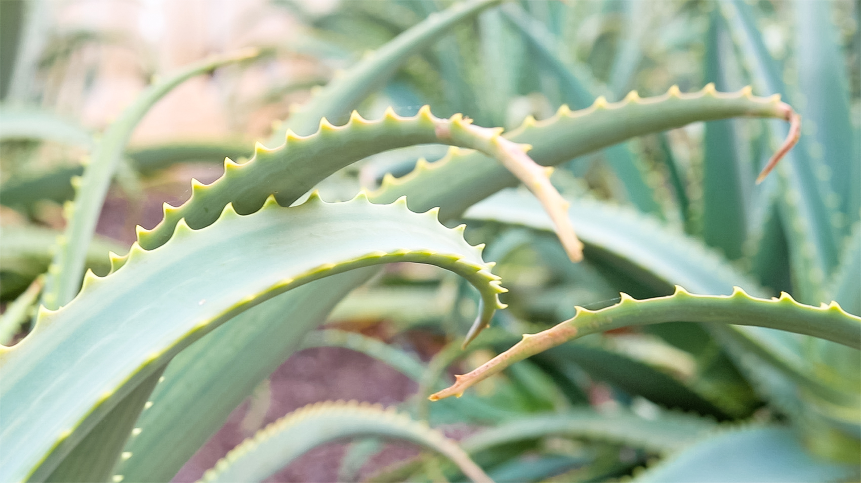 aloe-vera