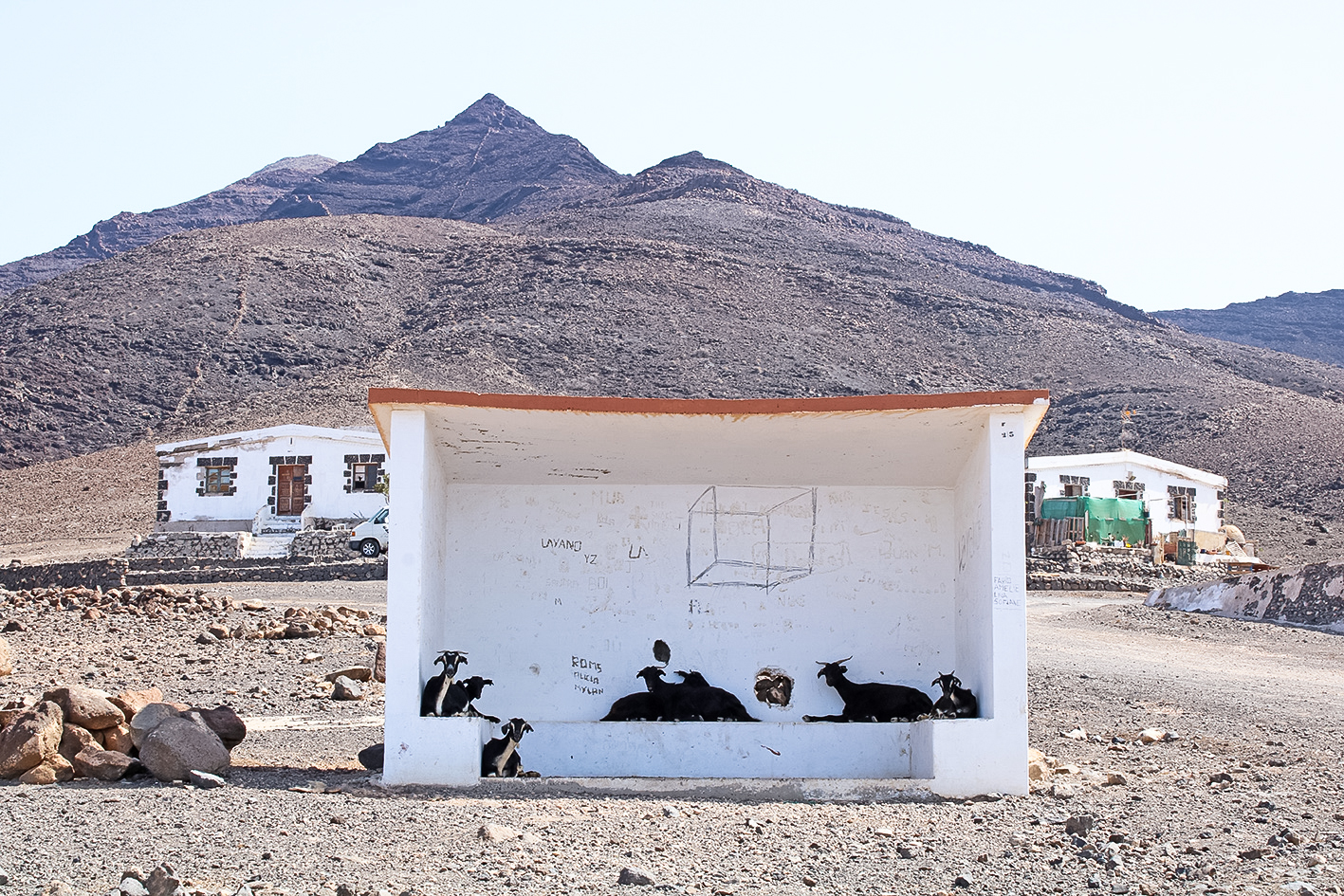 chèvres-sauvages-fuerteventura