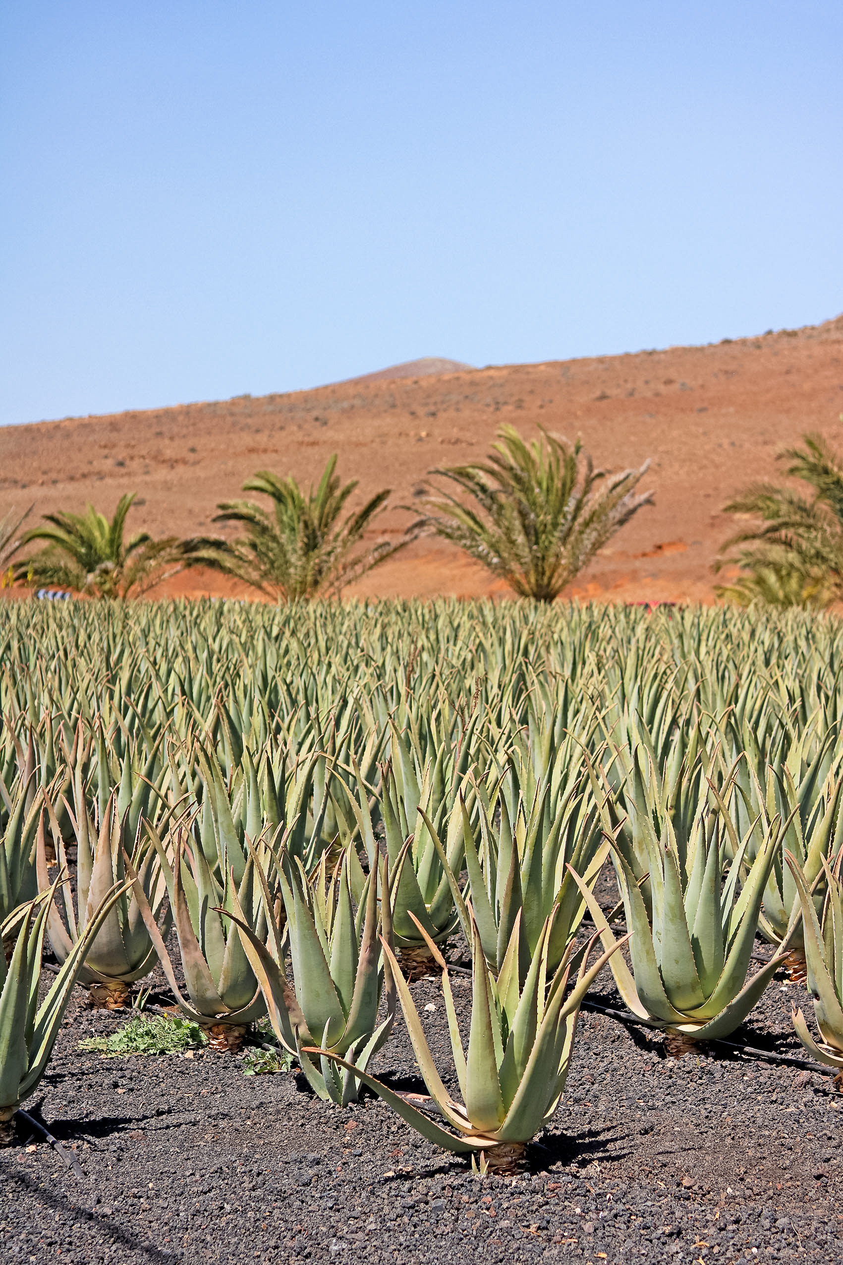 culture-d-aloe-vera-fuerteventura