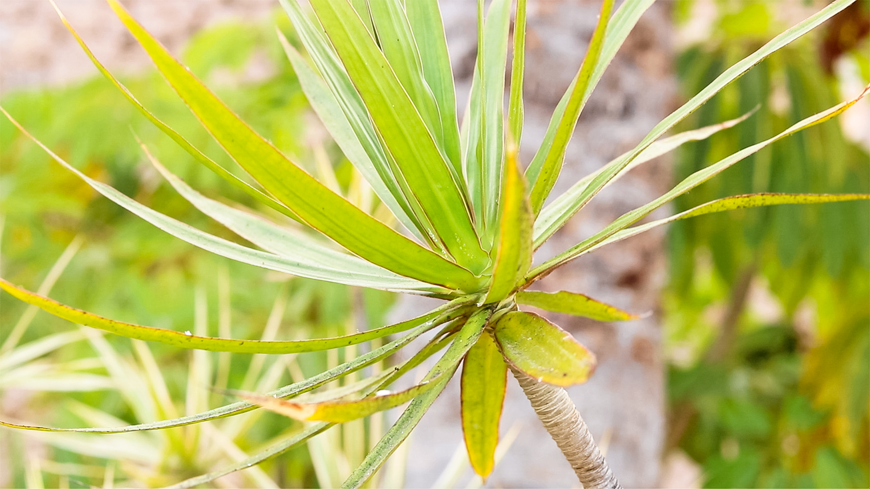 plante-tropicale-fuerteventura