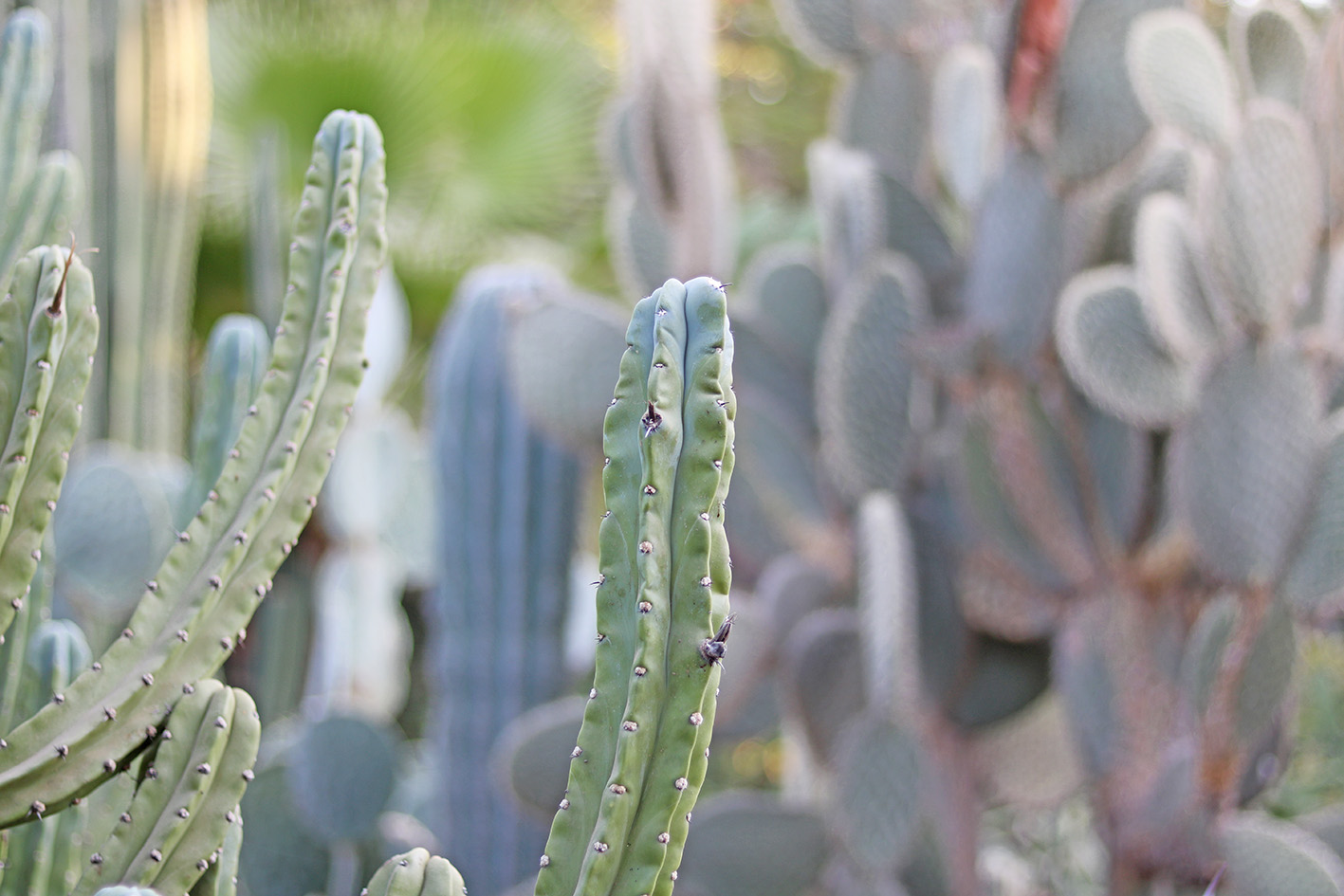 cactus-le-jardin-majorelle-marrackech