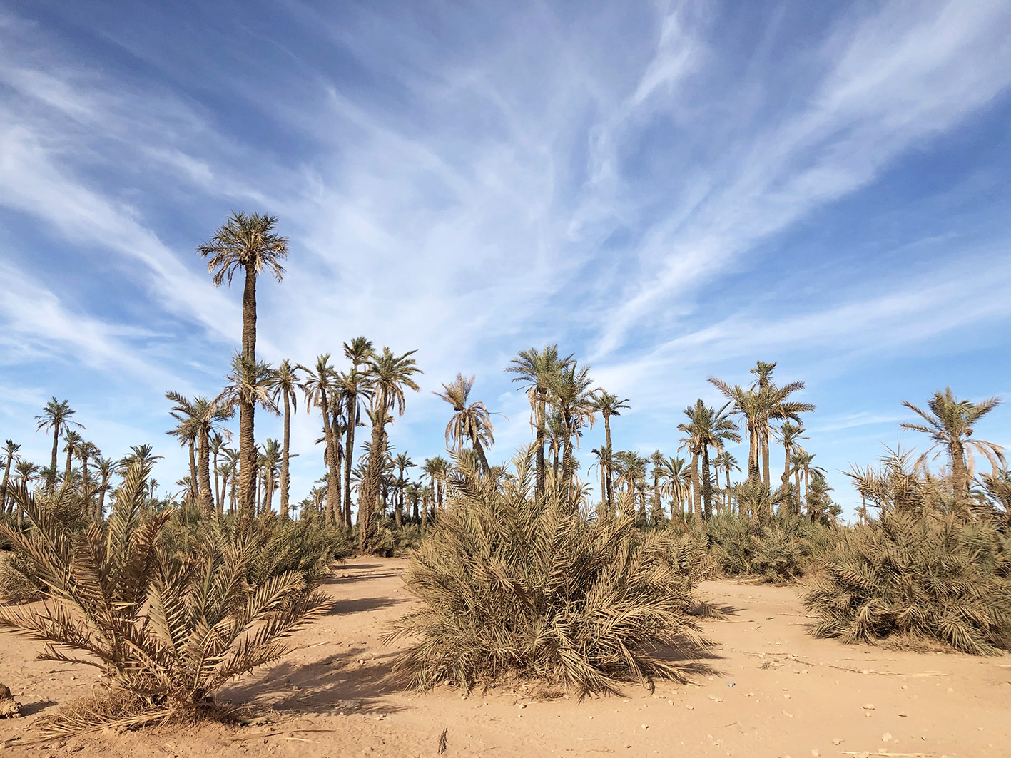 la-palmeraie-maroc